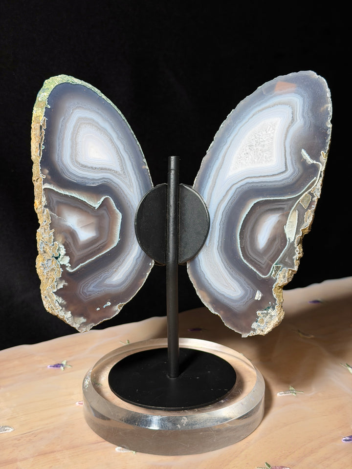 Silvery Blue Butterfly