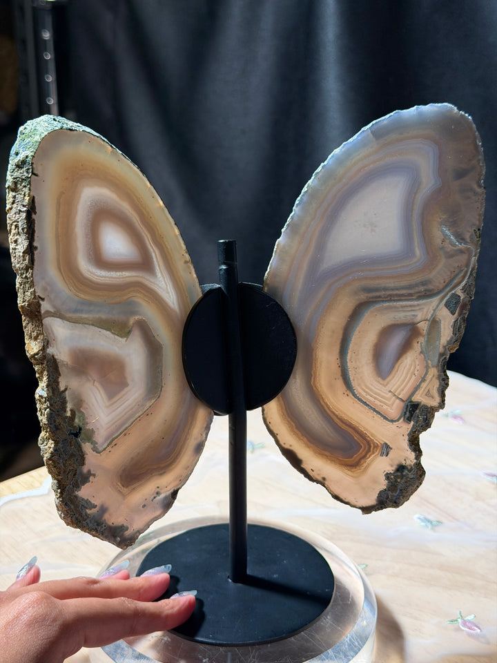 Silvery Blue Butterfly