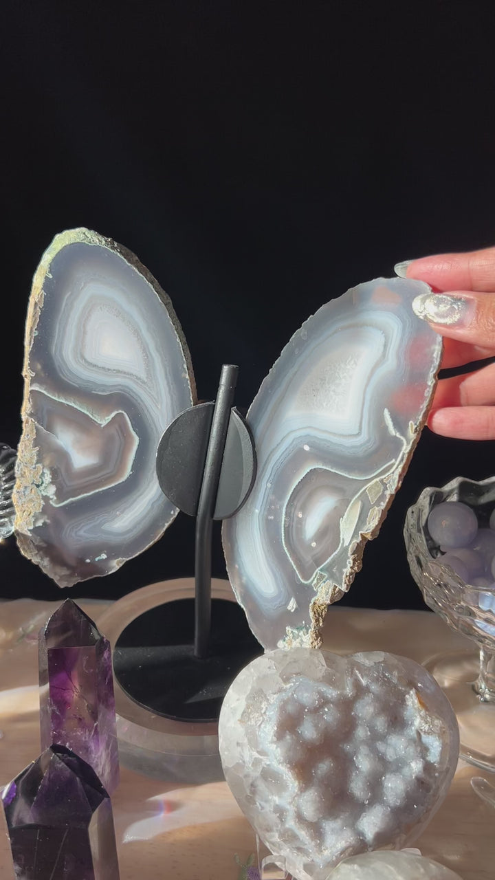 Silvery Blue Butterfly