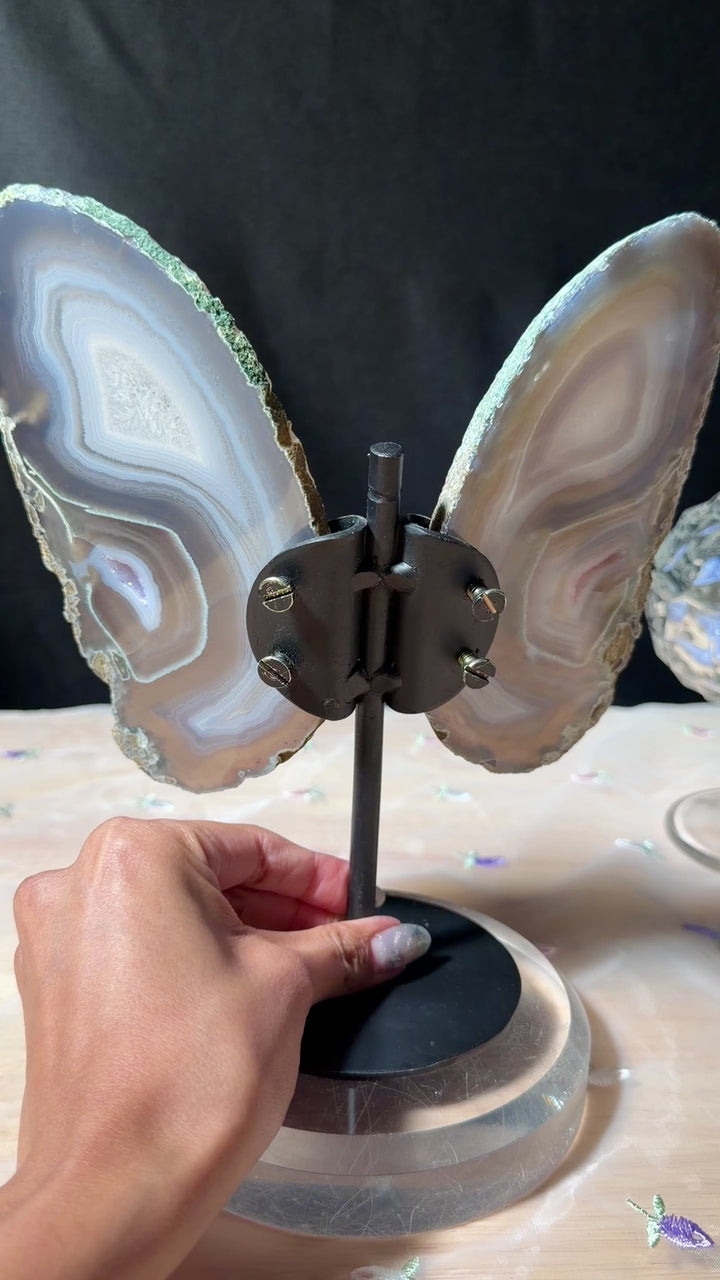 Silvery Blue Butterfly